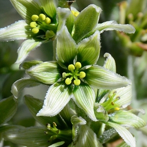 Photographie n°2217645 du taxon Veratrum album L. [1753]