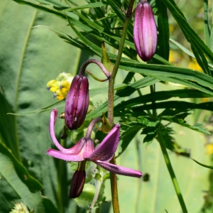 Photographie n°2217649 du taxon Lilium martagon L. [1753]