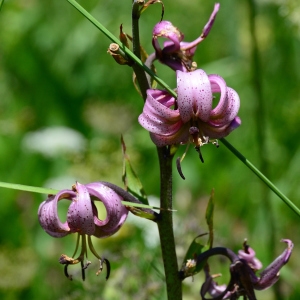 Photographie n°2217650 du taxon Lilium martagon L. [1753]