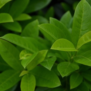 Photographie n°2217662 du taxon Vinca difformis Pourr. [1788]