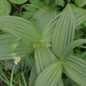 Photographie n°2217667 du taxon Veratrum album L. [1753]