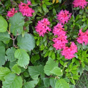 Photographie n°2217669 du taxon Rhododendron hirsutum L. [1753]