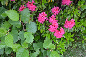 Mathias Chouet, le 21 juillet 2014 (11010 Valsavarenche, Aosta Valley, Italy)