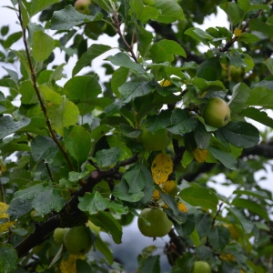 Photographie n°2217671 du taxon Malus domestica Borkh. [1803]