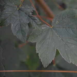 Photographie n°2217673 du taxon Acer pseudoplatanus L. [1753]