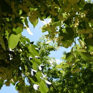 Photographie n°2217677 du taxon Tilia americana L. [1753]