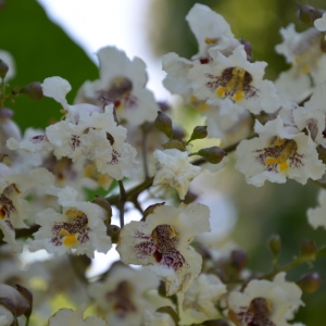 Photographie n°2217678 du taxon Catalpa bignonioides Walter [1788]