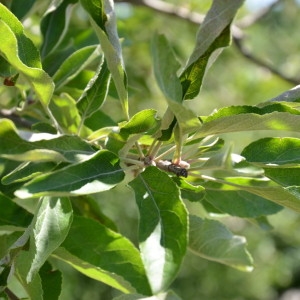 Photographie n°2217680 du taxon Malus domestica Borkh. [1803]