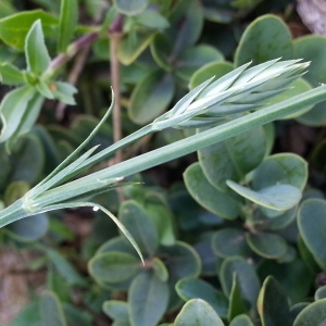 Photographie n°2217683 du taxon Crucianella angustifolia L. [1753]