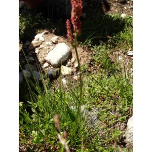 Rumex acetosa subsp. nebroides (Campd.) Maire & Petitm. (Rumex de Gussone)