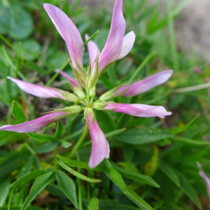 Photographie n°2217731 du taxon Trifolium alpinum L. [1753]