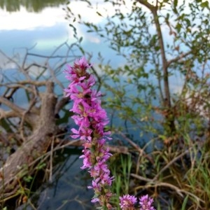 Photographie n°2217753 du taxon Lythrum salicaria L.