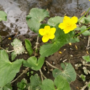 Photographie n°2217765 du taxon Caltha palustris L. [1753]