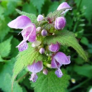 Photographie n°2217778 du taxon Lamium maculatum (L.) L.