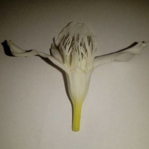 Photographie n°2217805 du taxon Nerium oleander L. [1753]
