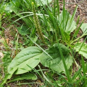 Photographie n°2217889 du taxon Plantago major L.