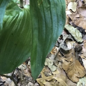 Photographie n°2217902 du taxon Epipactis helleborine (L.) Crantz [1769]