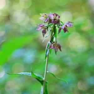 Photographie n°2217903 du taxon Epipactis helleborine (L.) Crantz [1769]