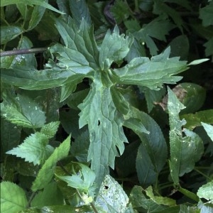 Photographie n°2217910 du taxon Aconitum lycoctonum L. [1753]