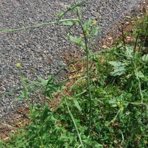 Photographie n°2217947 du taxon Sisymbrium officinale (L.) Scop. [1772]