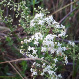 Photographie n°2217951 du taxon Galium mollugo L. [1753]