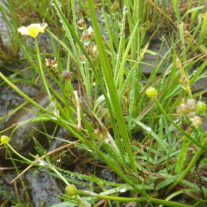 Photographie n°2217960 du taxon Ranunculus flammula L. [1753]