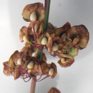 Photographie n°2217963 du taxon Rumex sanguineus L. [1753]