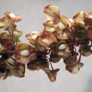 Photographie n°2217966 du taxon Rumex sanguineus L. [1753]