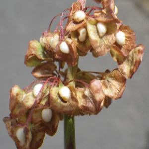 Photographie n°2217968 du taxon Rumex sanguineus L. [1753]