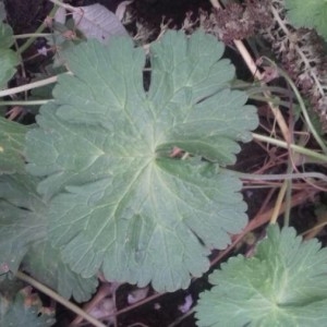 Photographie n°2217993 du taxon Geranium molle L. [1753]