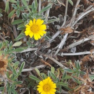 Photographie n°2218027 du taxon Pallenis maritima (L.) Greuter [1997]