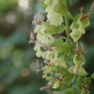 Photographie n°2218053 du taxon Teucrium scorodonia L. [1753]