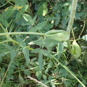 Photographie n°2218068 du taxon Laserpitium latifolium L. [1753]