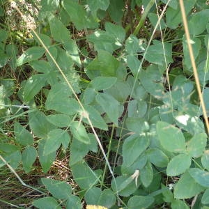 Photographie n°2218070 du taxon Laserpitium latifolium L. [1753]