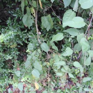 Photographie n°2218091 du taxon Solanum dulcamara L. [1753]