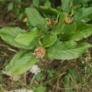 Photographie n°2218253 du taxon Crataegus germanica (L.) Kuntze [1891]