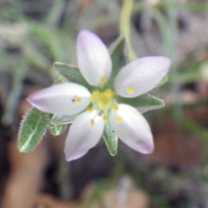 Spergularia marginata var. angustata Clavaud (Spergulaire marginée)
