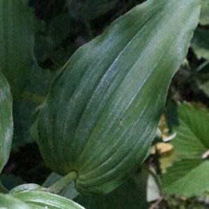 Photographie n°2218277 du taxon Epipactis helleborine (L.) Crantz [1769]