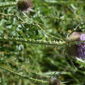 Photographie n°2218308 du taxon Dipsacus fullonum L.