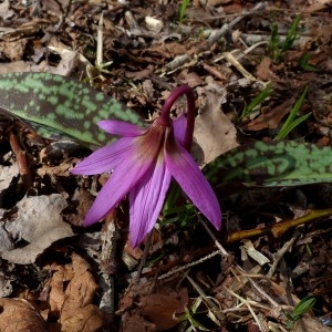 Photographie n°2218318 du taxon Erythronium dens-canis L.