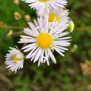 Photographie n°2218326 du taxon Erigeron annuus (L.) Desf. [1804]