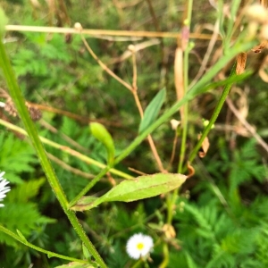 Photographie n°2218327 du taxon Erigeron annuus (L.) Desf. [1804]