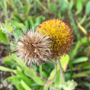 Photographie n°2218362 du taxon Gaillardia pulchella Foug. [1786]