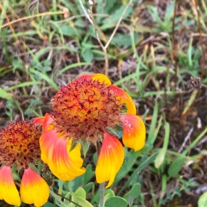 Photographie n°2218363 du taxon Gaillardia pulchella Foug. [1786]