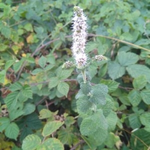 Photographie n°2218375 du taxon Mentha suaveolens Ehrh. [1792]