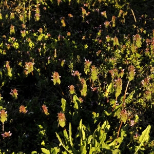 Photographie n°2218376 du taxon Lamium purpureum L.