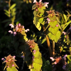 Photographie n°2218377 du taxon Lamium purpureum L.