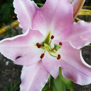 Photographie n°2218381 du taxon Lilium candidum L. [1753]