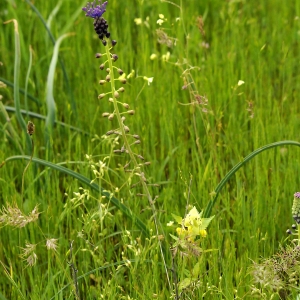 Photographie n°2218391 du taxon Muscari comosum (L.) Mill.