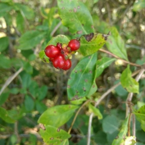Photographie n°2218402 du taxon Lonicera periclymenum L. [1753]